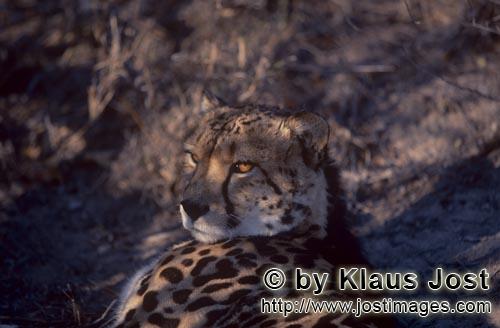 King Cheetah/Koenigsgepard/Acinonyx jubatus    Koenigsgepard Portraet  King cheetah portrait    Der Gepa