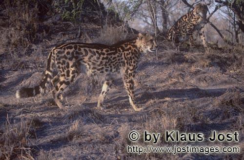 King Cheetah/Acinonyx jubatus jubatus        The two King cheetahs are concerned         Captive        