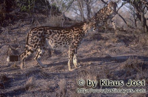 King Cheetah/Koenigsgepard/Acinonyx jubatus    Zwei Koenigsgeparde   Two King cheetahs   Captive    Der G
