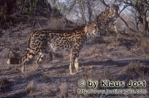 King Cheetah/Koenigsgepard/Acinonyx jubatus    Zwei Koenigsgeparde  Two King cheetahs   Captive    Der Ge