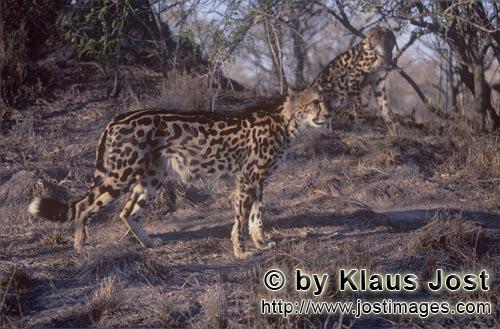 King Cheetah/Acinonyx jubatus jubatus        Two King cheetahs         Captive        