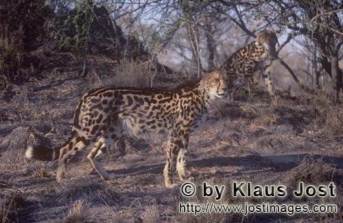 King Cheetah/Acinonyx jubatus jubatus        Two king cheetahs check the situation            Captive  
