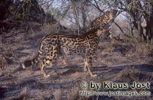 King Cheetah/Acinonyx jubatus jubatus        Two King cheetahs in the dry Bush         Captive            