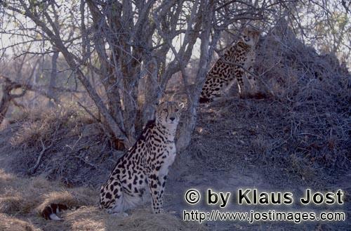 King Cheetah/Koenigsgepard/Acinonyx jubatus    Zwei Koenigsgeparde  Two King cheetahs   Captive    Der Ge