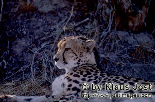 King Cheetah/Acinonyx jubatus jubatus        Lying Big Cat King cheetah        Captive                