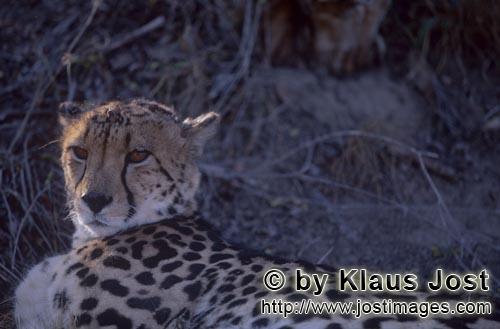 King Cheetah/Acinonyx jubatus jubatus        King Cheetah, lying        Captive                