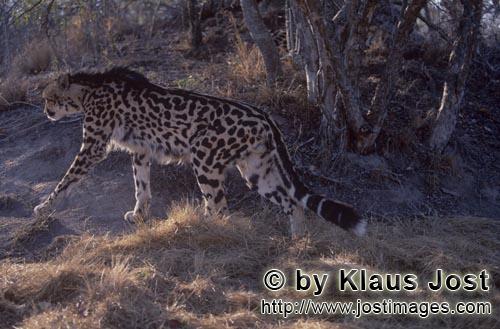 King Cheetah/Acinonyx jubatus jubatus        King Cheetah on the road         Captive                