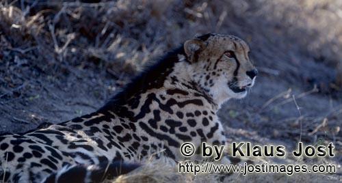 King Cheetah/Acinonyx jubatus jubatus        King cheetah         Captive                