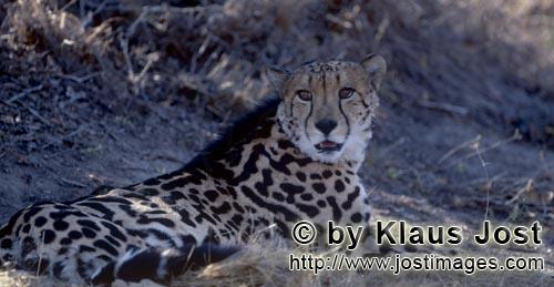 King Cheetah/Acinonyx jubatus jubatus        Lying King Cheetah         Captive                