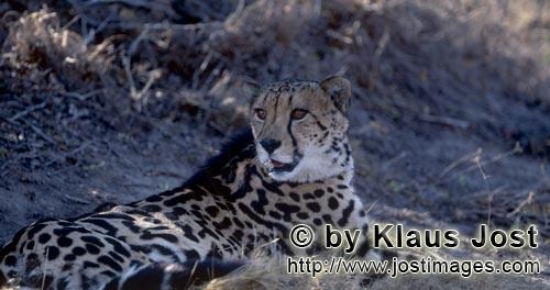 King Cheetah/Acinonyx jubatus jubatus        Lying King Cheetah has discovered something             C