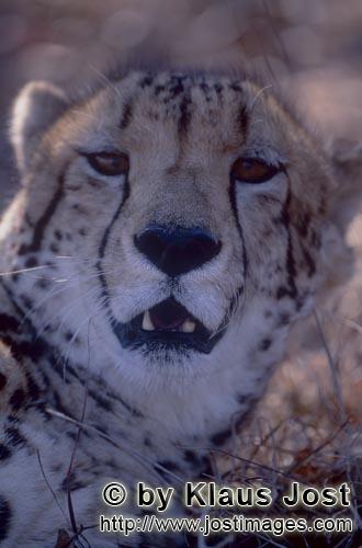 King Cheetah/Acinonyx jubatus jubatus        Character head King cheetah        Captive                    