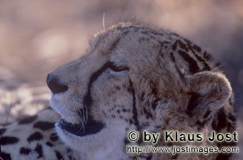 King Cheetah/Acinonyx jubatus jubatus        Tired King Cheetah        Captive            