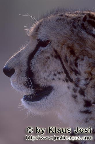 King Cheetah/Acinonyx jubatus jubatus        Impressive King Cheetah Portrait        Captive                
