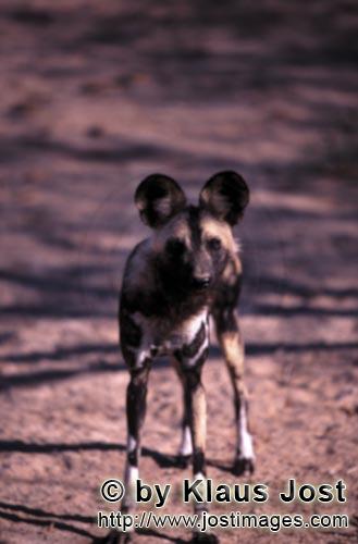 Wild dog/Afrikanischer Wildhund/Lycaon pictus        African Wild Dog (Lycaon pictus)         captiv