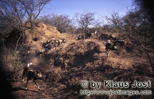 Wild dog/Afrikanischer Wildhund/Lycaon pictus    Afrikanische Wildhunde  African Wild Dogs    captive    D