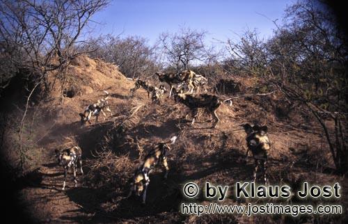 Wild dog/Afrikanischer Wildhund/Lycaon pictus    Afrikanische Wildhunde  African Wild Dogs    captive    D