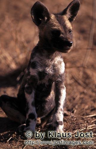 Wild dog/Afrikanischer Wildhund/Lycaon pictus        African Wild Dog pup (Lycaon pictus)         ca