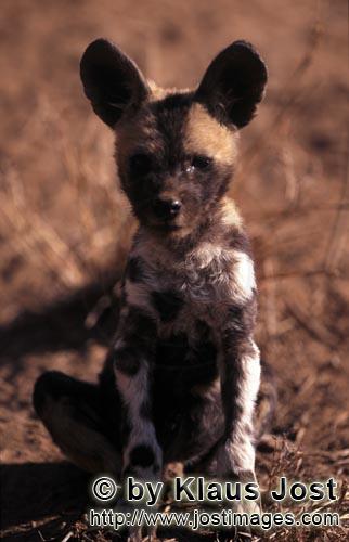 Wild dog/Afrikanischer Wildhund/Lycaon pictus        African Wild Dog pup (Lycaon pictus)         ca