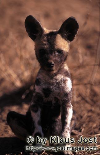 Wild dog/Afrikanischer Wildhund/Lycaon pictus         African Wild Dog pup (Lycaon pictus)         c