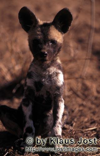 Wild dog/Afrikanischer Wildhund    Lycaon pictus        African Wild Dog pup (Lycaon pictus)         c