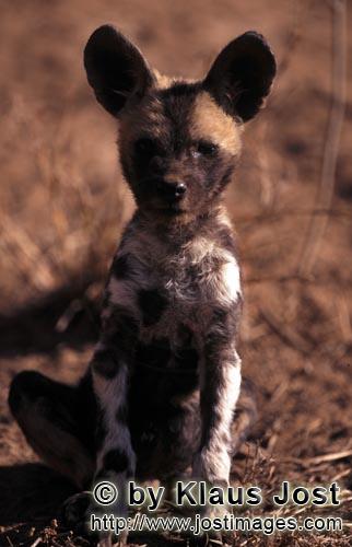 Wild dog/Afrikanischer Wildhund/Lycaon pictus        Wild dog (Lycaon pictus) portrait         capti