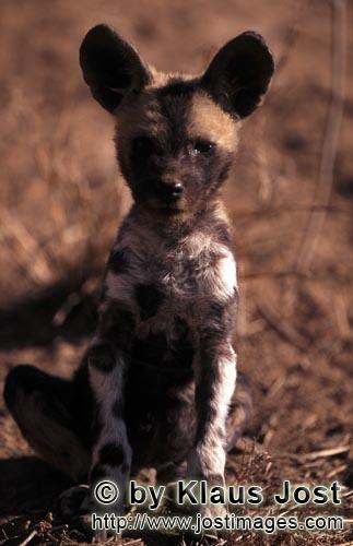 Wild dog/Afrikanischer Wildhund/Lycaon pictus        African Wild Dog pup         captive        
