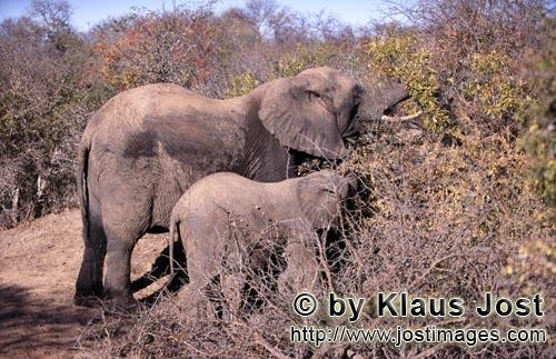 African Elephant/Afrikanischer Elefant/Loxodonta africana    Afrikanische Elefanten suchen nach Futte