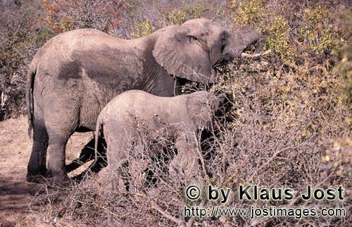 African Elephant/Afrikanischer Elefant/Loxodonta africana    Afrikanischen Elefanten im ausgetrocknet
