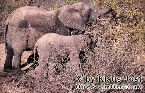 African Elephant/Afrikanischer Elefant/Loxodonta africana        Mother and Baby Elephant searches f