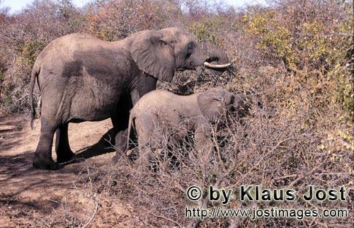 African Elephant/Afrikanischer Elefant/Loxodonta africana    Afrikanische Elefant suchen Futter im Bu