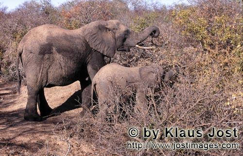 African Elephant/Afrikanischer Elefant/Loxodonta africana    Afrikanische Elefanten im Busch     Africa