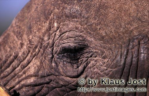African Elephant/Afrikanischer Elefant/Loxodonta africana         African Elephant        