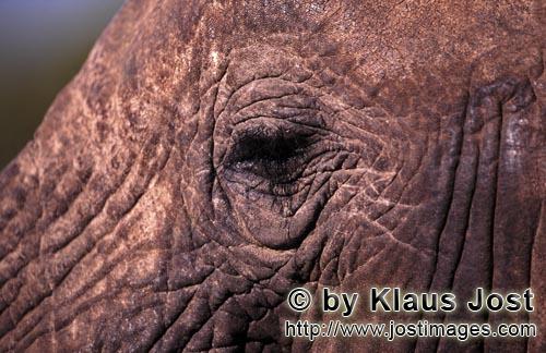 African Elephant/Afrikanischer Elefant/Loxodonta africana         African Elephants eye         