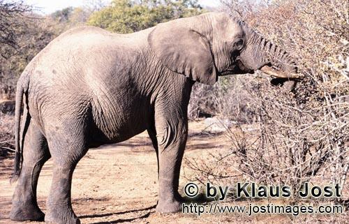 African Elephant/Afrikanischer Elefant/Loxodonta africana    Afrikanischer Elefant an einem dornigen 