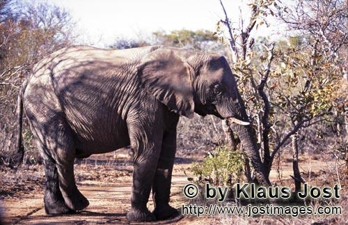 African Elephant/Afrikanischer Elefant/Loxodonta africana        African Elephant eats leaves and br