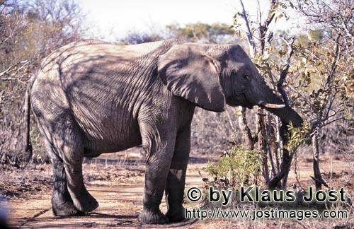 African Elephant/Afrikanischer Elefant/Loxodonta africana         African Elephant eats leaves and b