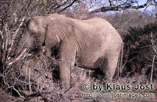 African Elephant/Loxodonta africana         African Elephant eats dry branches