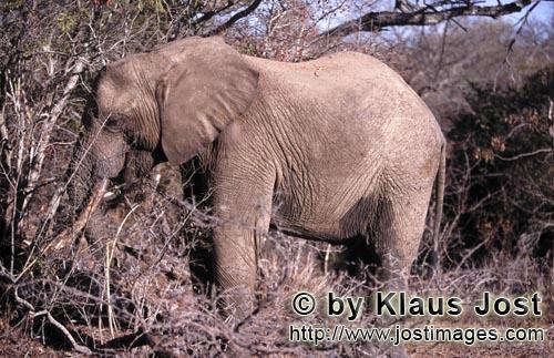African Elephant/Afrikanischer Elefant/Loxodonta africana         African Elephant in the dry bush</