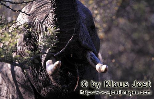 African Elephant/Afrikanischer Elefant/Loxodonta africana    Afrikanischer Elefant frontal    African E