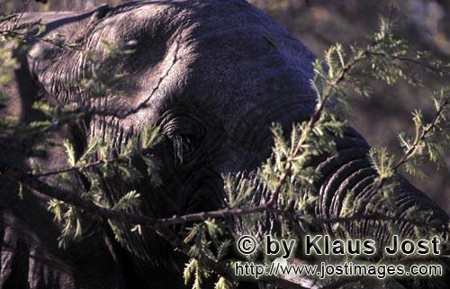 African Elephant/Afrikanischer Elefant/Loxodonta africana    Afrikanischer Elefant    African Elephant  