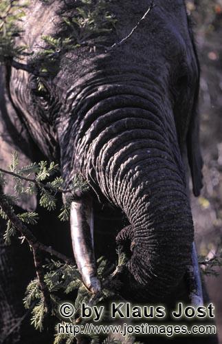 African Elephant/Loxodonta africana         African Elephant eats dry branches    
