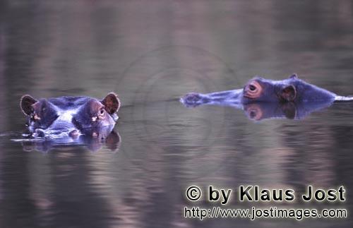 Hippopotamus/Hippopotamus amphibius        Hippos spend most of the day in the water