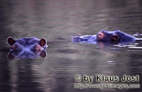 Hippopotamus/Hippopotamus amphibius        Endangered species Hippopotamus