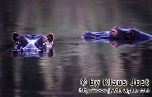 Hippopotamus/Hippopotamus amphibius        Hippos in the river