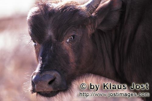 Buffalo/Kaffernbueffel/Syncerus caffer        Cape Buffalo portrait