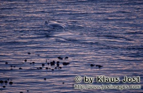 Southern Right Whale/Eubalaena australis        Southern Right Whale in the immediate vicinity of th