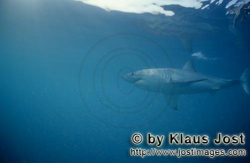 Weißer Hai/Great White shark/Carcharodon carcharias        Great White Shark – one of the sea’s