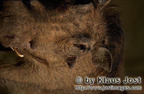 Warthog/Warzenschwein/Phacochoerus africanus    Gewoehnliches Warzenschwein Portraet    Das Gewoehnlich