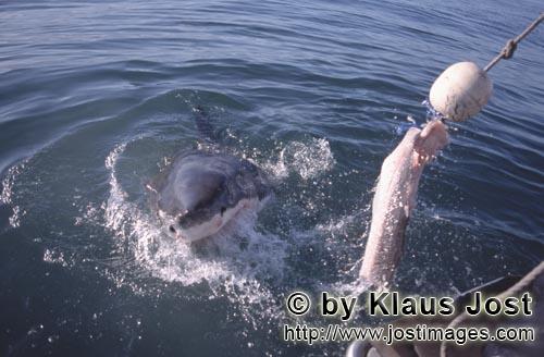 Weißer Hai/Great White Shark/Carcharodon carcharias   Der Weiße Hai folgt dem Koede