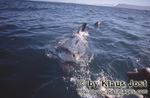 Weißer Hai/Great White Shark/Carcharodon carcharias   Weißer Hai kurz vor dem Koede